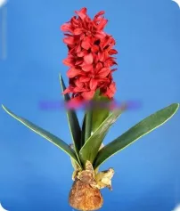 Цветы иск. Гиацинт с луковицей красн.GS-154005